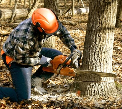 Tree Removal in Highfalls, NC
